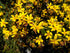 African Daisy 4" plant photo