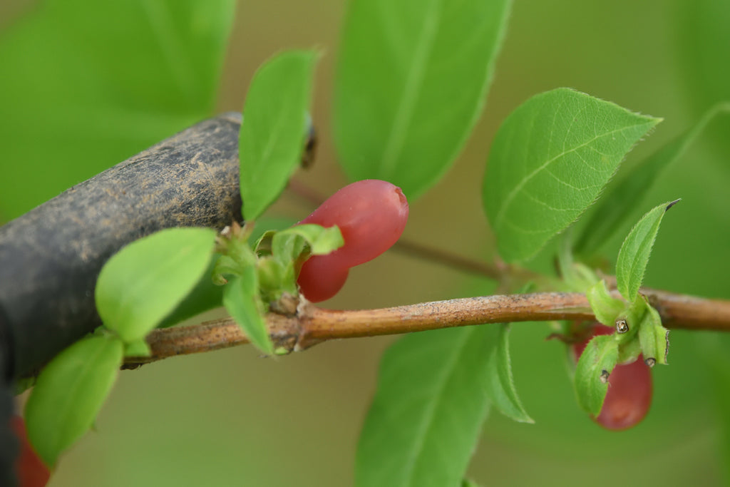 Lonicera fragrantissima 