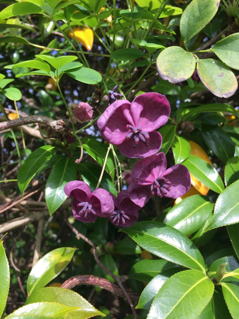 Chocolate Vine plant photo
