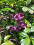 Chocolate Vine plant photo