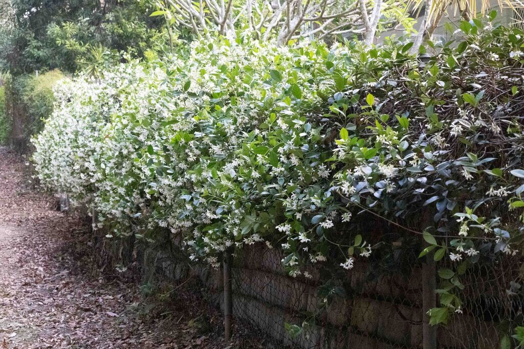 10" Jasmine Star plant photo