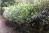 10" Jasmine Star plant photo