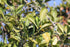 10" Citrus Kumquat plant photo