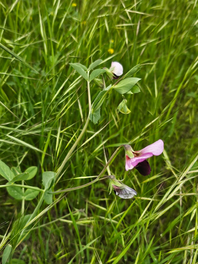 Pea snap cascadia plant photo