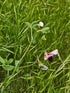 Pea snap cascadia plant photo