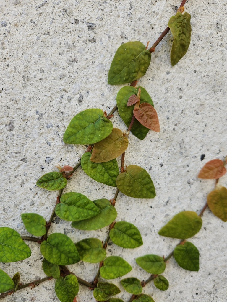 4" Ficus Repens Creeping Fig plant photo