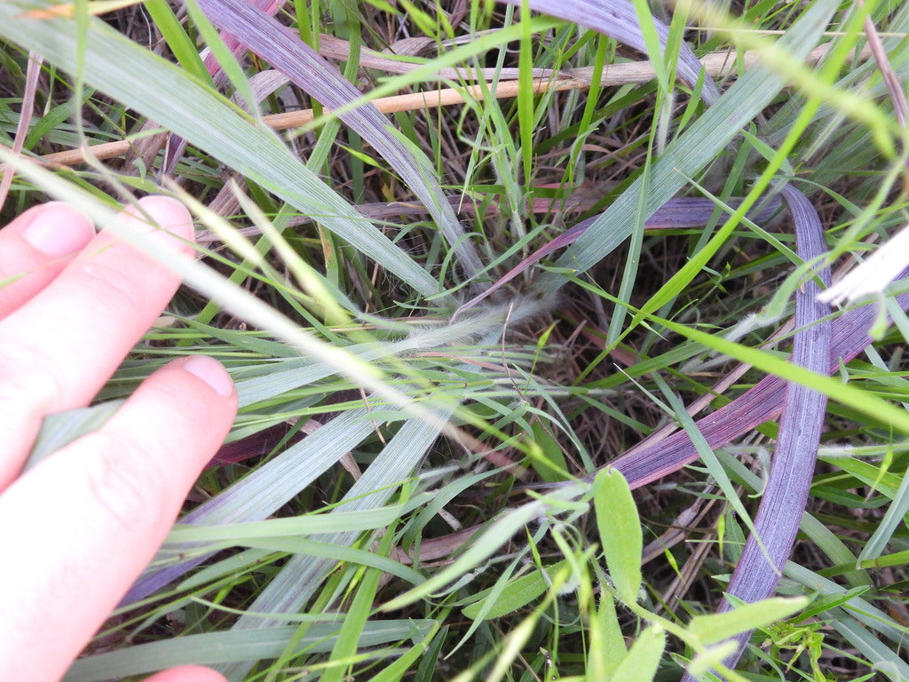 Grass Androgogon Blackhawks 1 gal plant photo