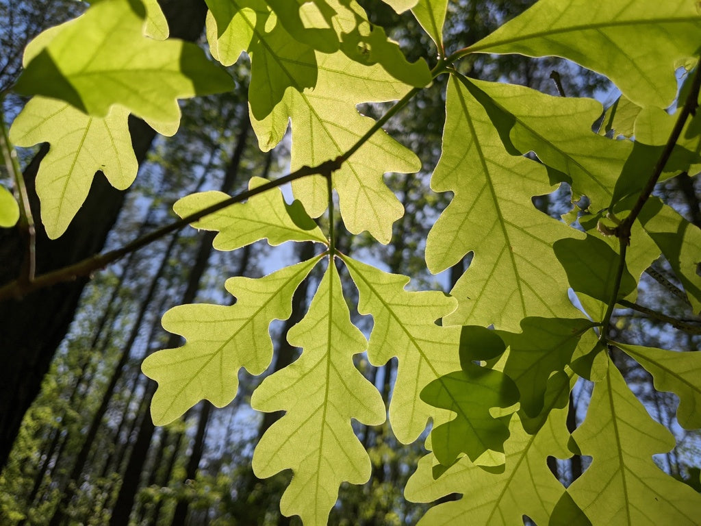 White Oak 
