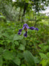 Clematis &
