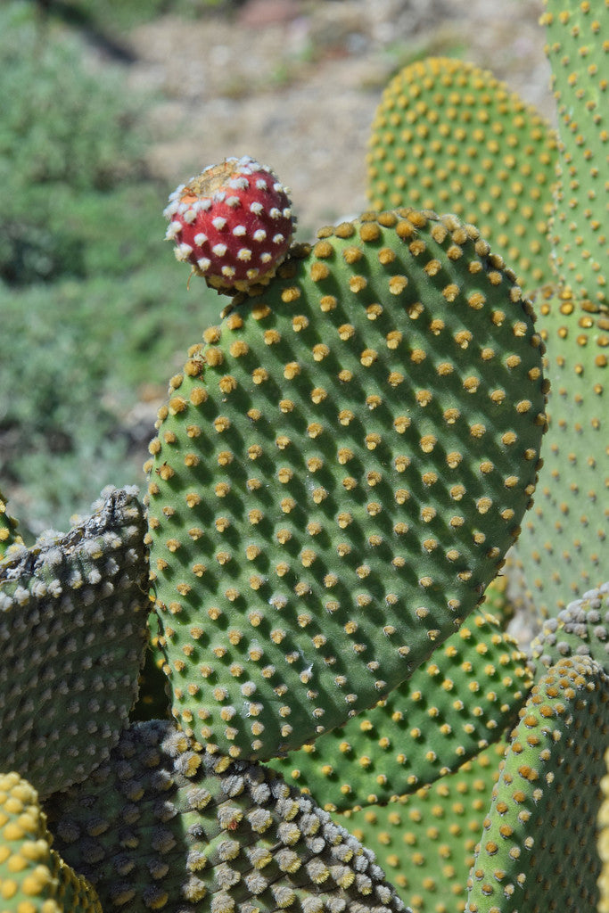 4" Cactus Opuntia Microdasys product photo