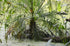 10" Palm Phoenix Roebelenii plant photo