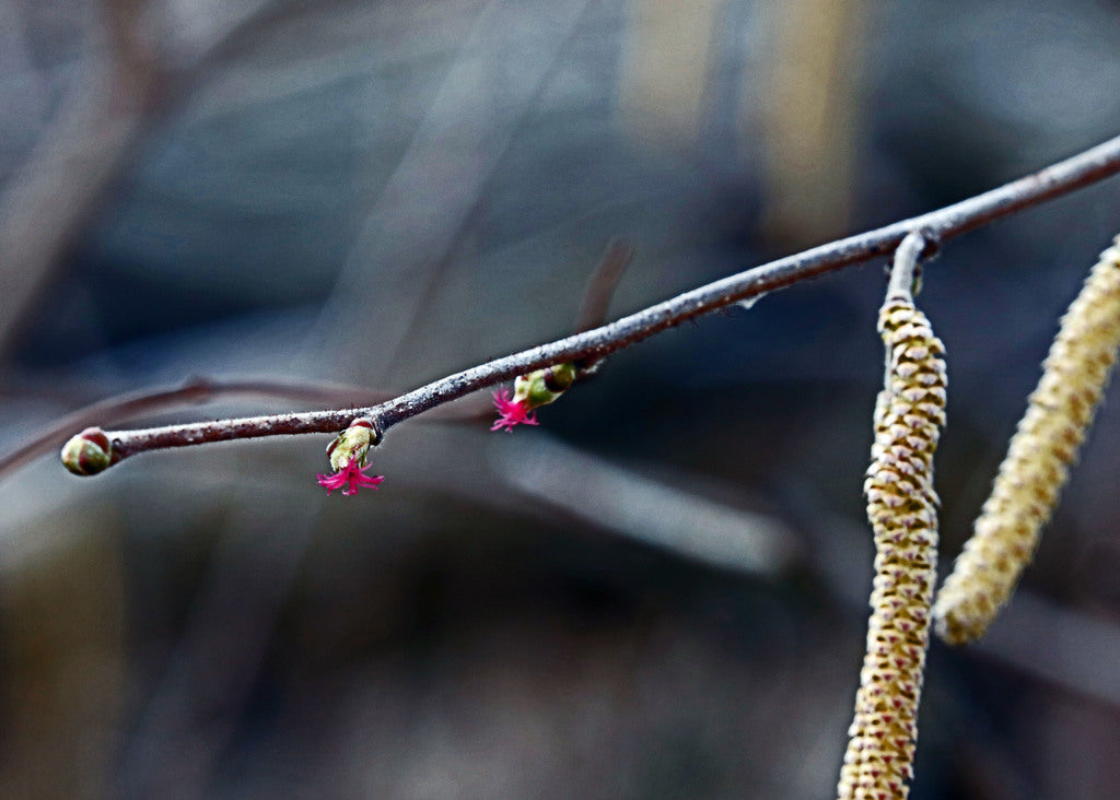 Native Hazelnut 