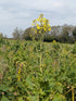 6 pack Brussel Sprouts plant photo