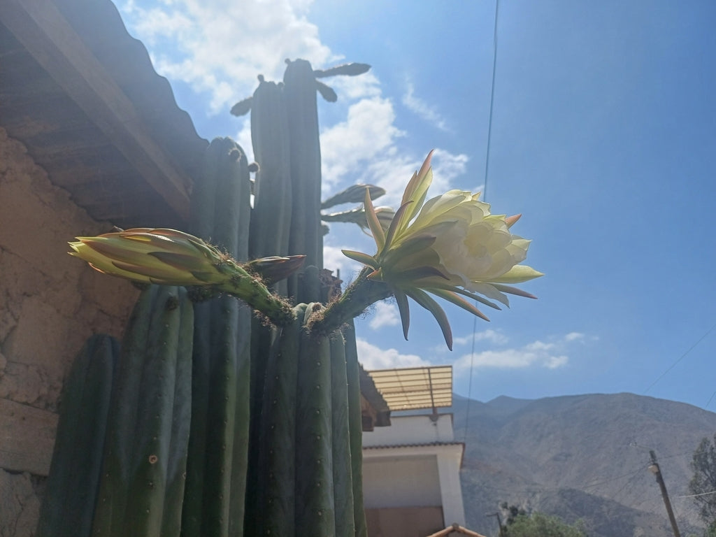 4" Cactus San Pedro product photo