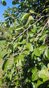 4" Ficus Repens String of Frogs plant photo