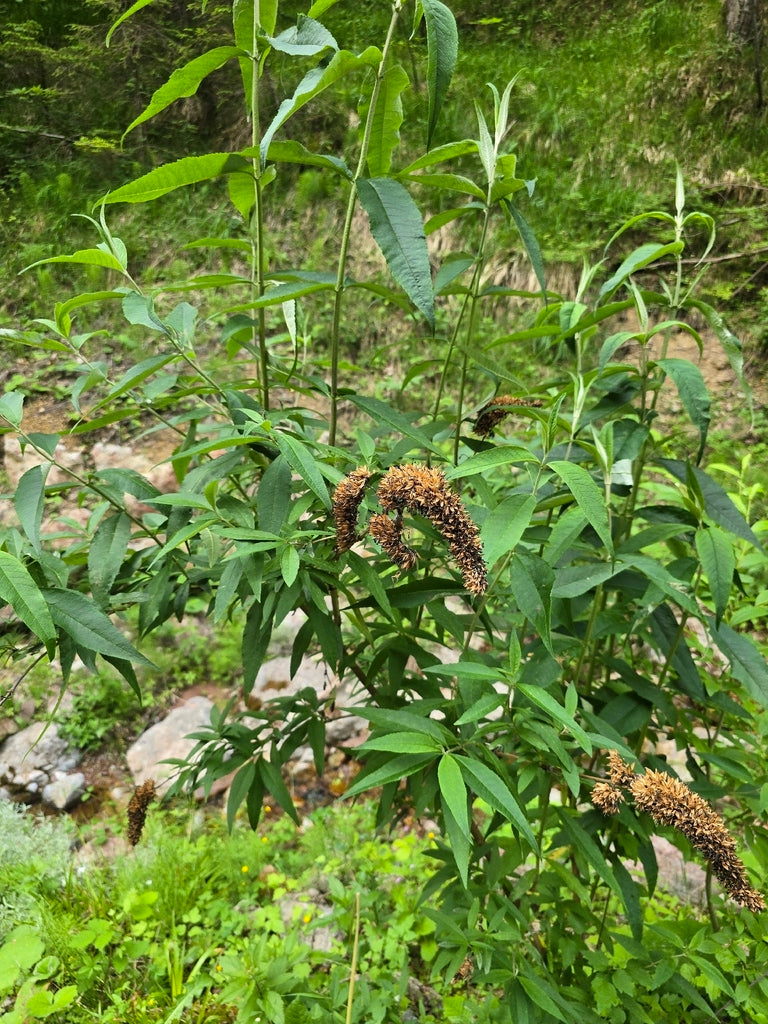 Butterfly Bush &