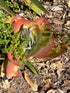 4" Kalanchoe Flapjack plant photo