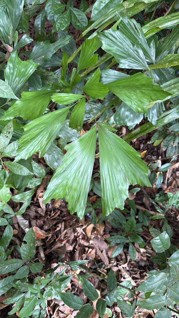 17" Palm Fishtail plant photo