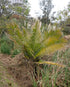 10" Palm Majesty plant photo