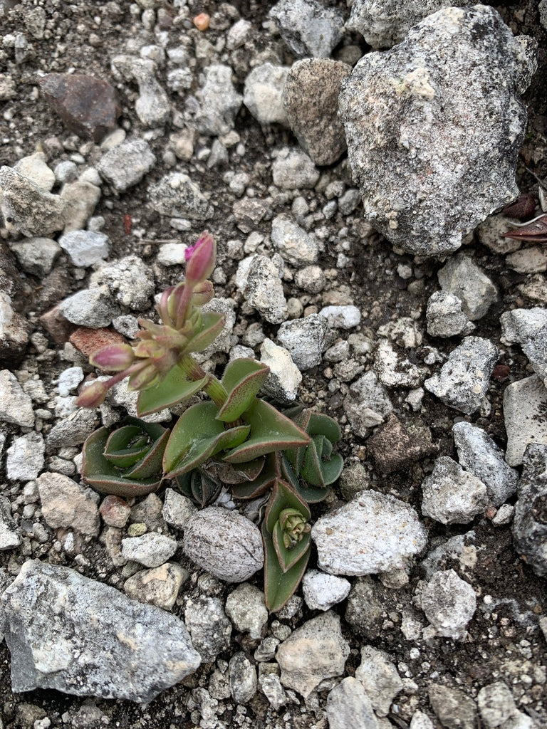 4" Callisia Navicularis Chain Plant plant photo