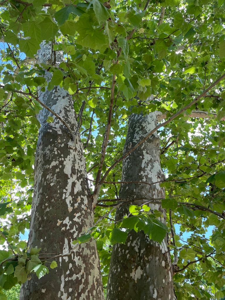 Sycamore &