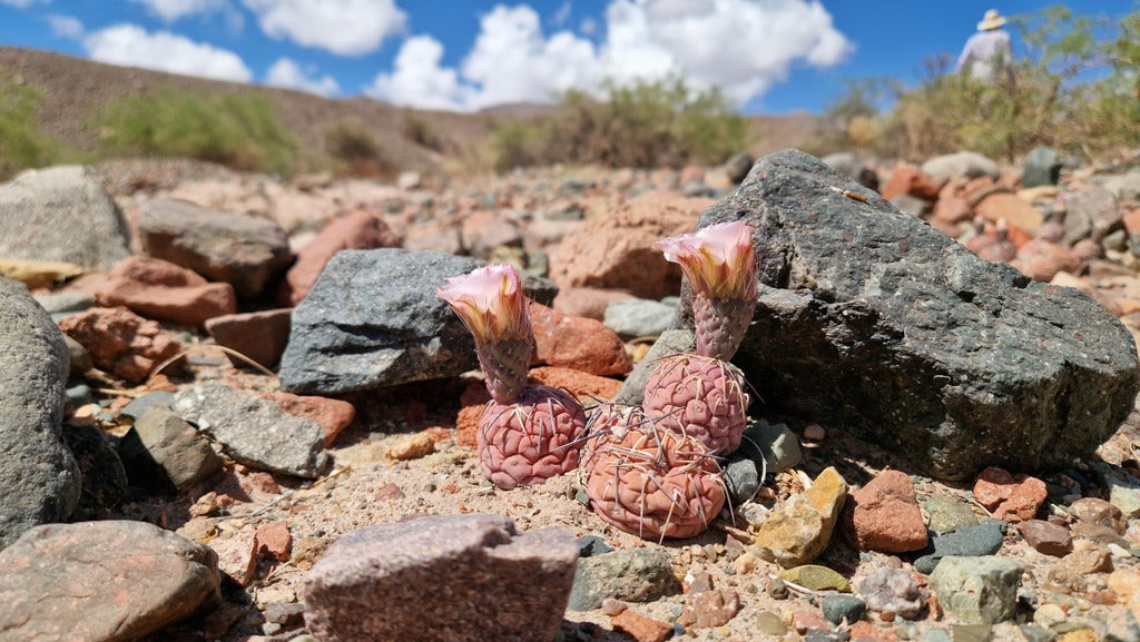 4" Cactus Tephrocactus Geometricus product photo