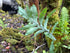 4" Fern Blue Star Davana plant photo