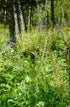 Delphinium Del Breezin 1 gal plant photo