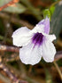 10" Ruellia Purple Showers Braid plant photo