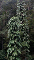 10" Rhaphidophora plant photo