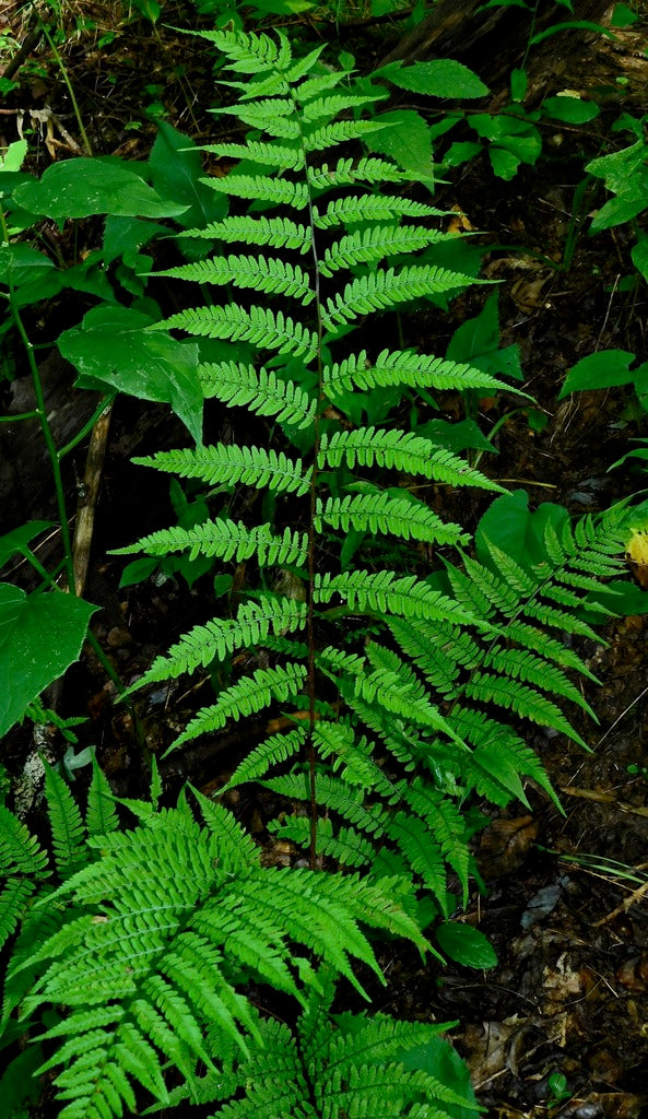 Fern Brilliance Autumn 19cm plant photo