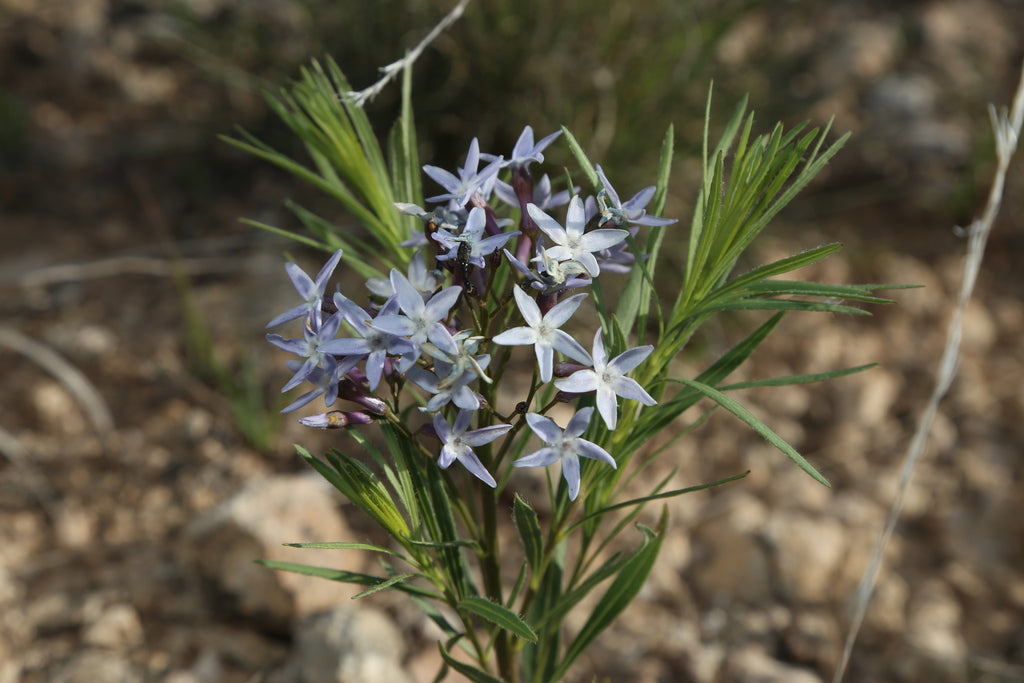 Amsonia 1 Gal plant photo