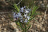 Amsonia 1 Gal plant photo