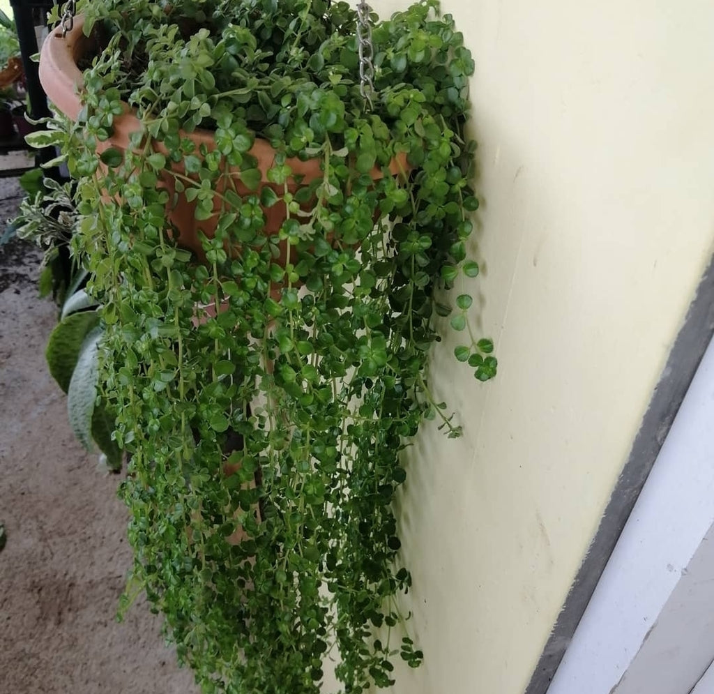 4" Pilea Depressa Sao Paulo plant photo