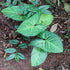4" Syngonium Kiwi Delight plant photo