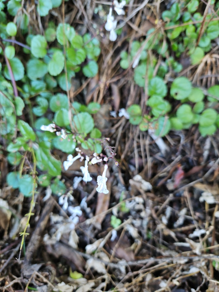 4" Swedish Ivy plant photo