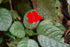 6" Episcia Pink Panther plant photo
