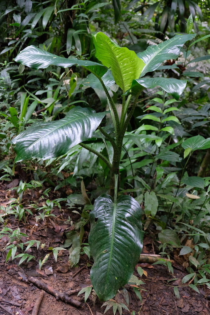 14" Dieffenbachia Cougar plant photo