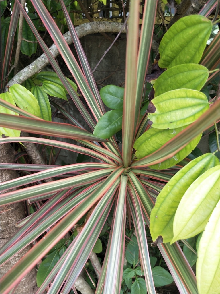 14" Dracaena Marginata Flat Weave Braid plant photo