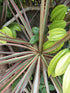 14" Dracaena Marginata Flat Weave Braid plant photo