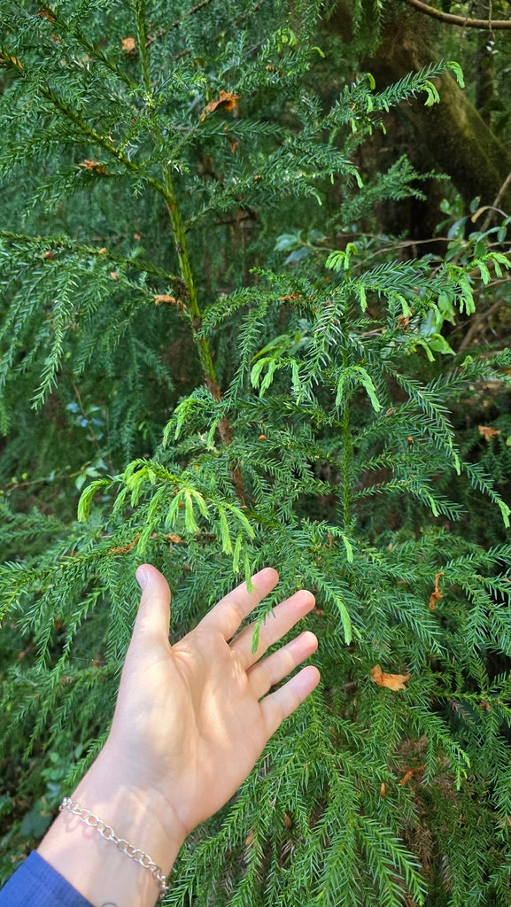 Japanese Cedar &