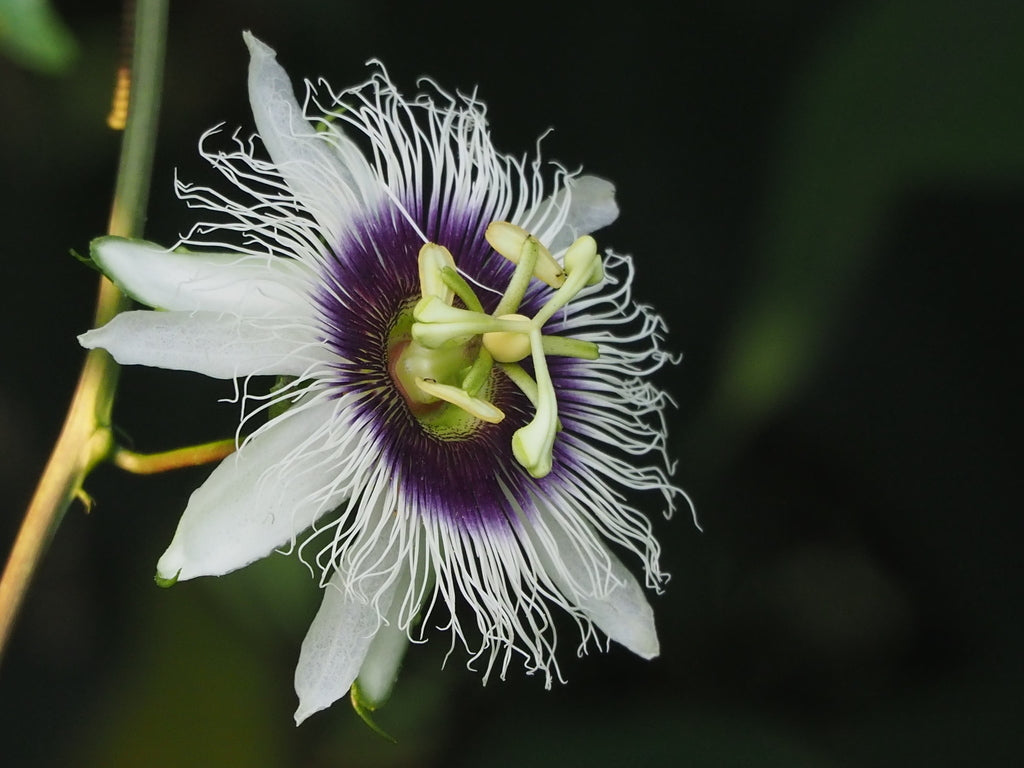 10in Passion Fruit plant photo