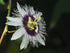 10in Passion Fruit plant photo
