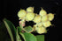 Fothergilla &