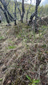 Equisetum hyemale - Horsetail Rush plant photo