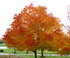 Maple &