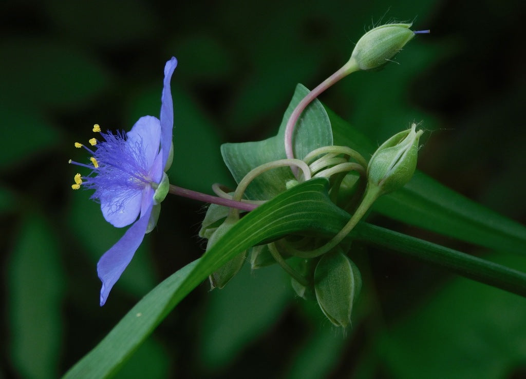 Ohio Spiderwort 1qt plant photo