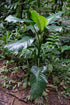 6" Dieffenbachia White Etna plant photo