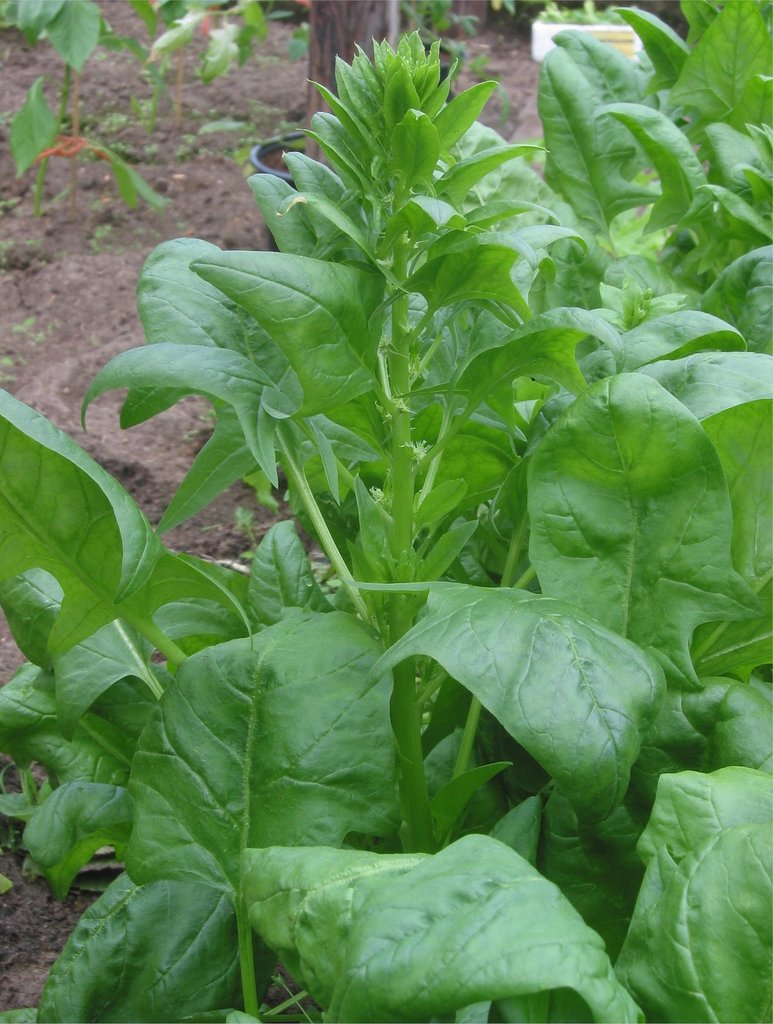 6 pack Spinach plant photo