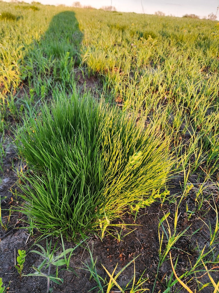 Grass Sporobolus Prairie Dropseed 1 gal plant photo